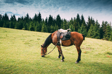 Beautiful horses on a meadow resting after a long trip.