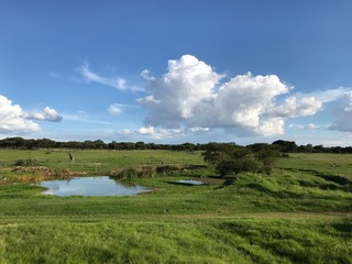 Trees and lake in African savannah nature landscape