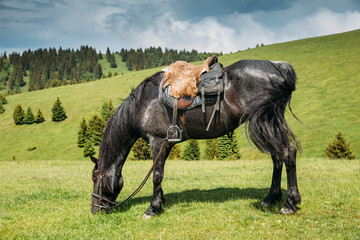 Beautiful horses on a meadow resting after a long trip.