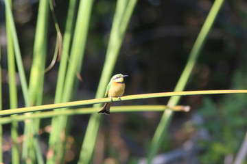 Little Bee-eaters