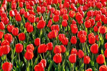 Beautiful red tulips natural background