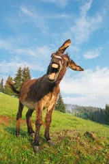 Rollo Picture of a funny donkey at sunset. © belyaaa