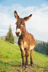Tuinposter Picture of a funny donkey at sunset. © belyaaa