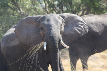 Elephants on the Delta