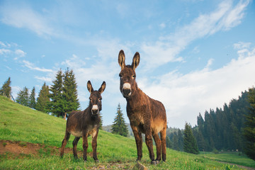 Picture of a funny donkey at sunset.