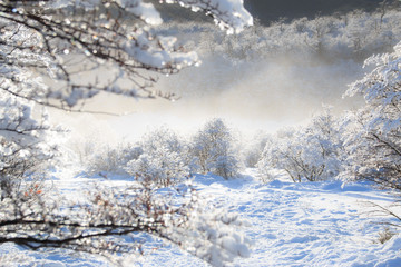 Fototapeta na wymiar Snow in the treetops in Ushuaia