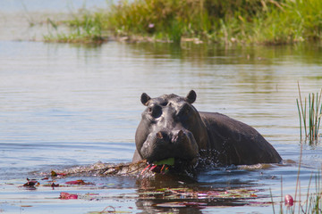 Hippo on the Okavango Delta