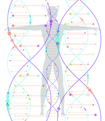 Model of human DNA. Vector illustration in flat style.