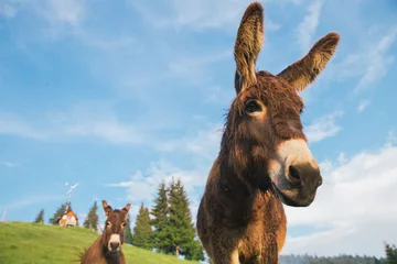 Fototapeten Esel Bild eines lustigen Esels bei Sonnenuntergang.  © belyaaa