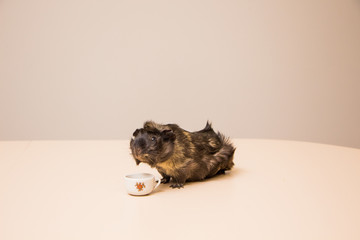 Cute, funny and adorable guinea pig with a mug