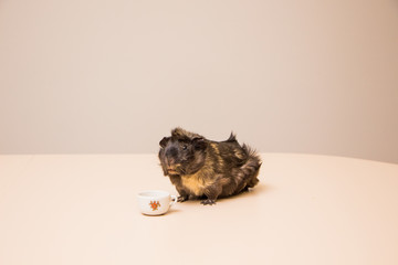Cute, funny and adorable guinea pig with a mug