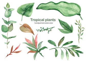 Watercolor set with tropical plants
