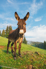 Picture of a funny donkey at sunset.