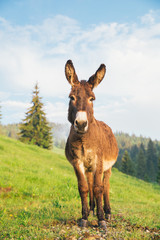 Picture of a funny donkey at sunset.