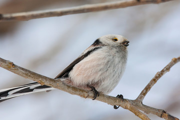 Long-tailed tit aegithalos caudatus sitting on branch of tree. Cute little fluffy bird in wildlife.