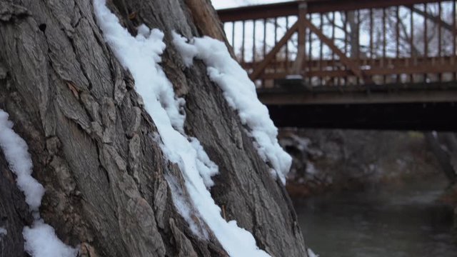 Snow stuck on the bark of the tree trunk
