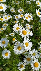 Fototapeta premium Beautiful daisies in a summer field