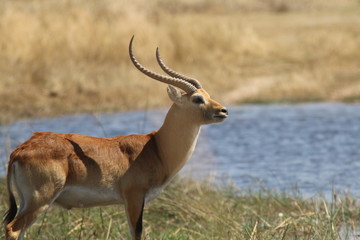 Kudu on th the Okavango Delta