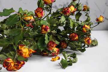 Orange roses. Festive mood. Postcard, banner. Copy space.