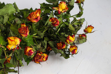 Orange roses. Festive mood. Postcard, banner. Copy space.