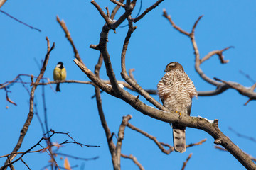 Eurasian sparrowhawk accipiter nisus young sitting on branch of tree under blue sky looking on...