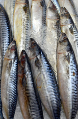 Atlantic Mackerel Fish whole at fish market for sale on ice - vertical composition