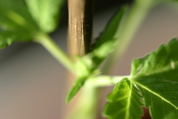 Fototapeta na wymiar Marihuanapflanze