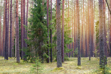 Obraz premium Straight pine trunks of ship pine forest and carpet of grass and moss below