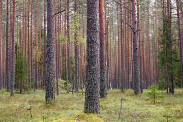 Fototapeta premium Straight pine trunks of ship pine forest and carpet of grass and moss below