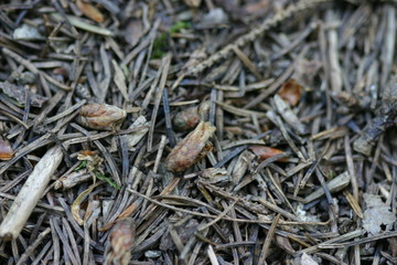 Ameise auf Waldboden