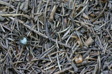 Ameise auf Waldboden