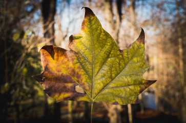 maple leaf, folha, outono, winter, inverno