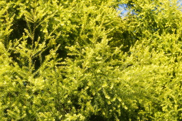 The pine tree branches and leaves