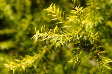 The pine tree branches and leaves