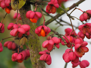 Die Fr&uuml;chte des Pfaffenh&uuml;tchens, Eunymus, eine wichtige Nahrungsquelle f&uuml;r  die Winterf&uuml;tterung der Wildv&ouml;gel