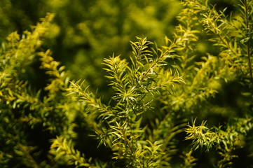 The pine tree branches and leaves