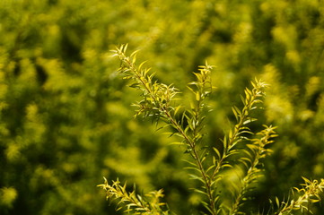 The pine tree branches and leaves
