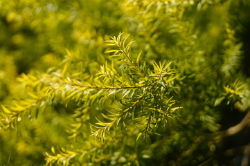 The pine tree branches and leaves