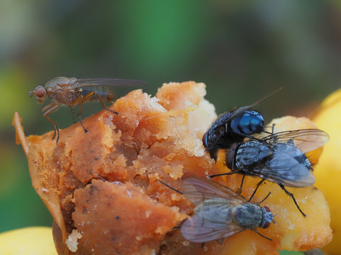Fliegen fressen gammelige &Auml;pfel als Fallobst