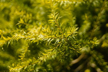 The pine tree branches and leaves