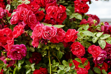 Rose flower photo. Flower blossom bright image. Rose bush bloom. Beautiful spring or summer bloomingrose plant. Selective focus, blurred background