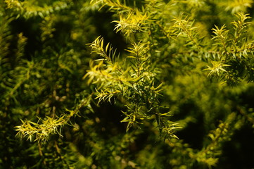 The pine tree branches and leaves