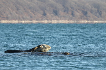 Seals (spotted seal, largha seal, Phoca largha) laying on the rocky reef in sea water in autumn sunset light on blurred background of the beach. Wild spotted seal sanctuary. 