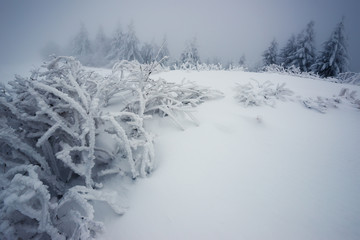 Beautiful mesmerizing harsh fog landscape
