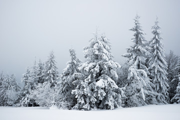Harsh winter landscape beautiful snowy fir trees