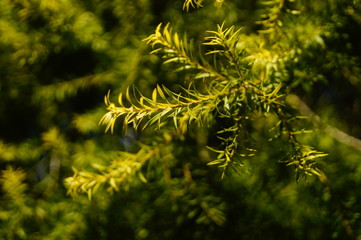 The pine tree branches and leaves