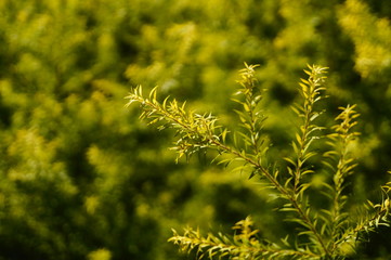 The pine tree branches and leaves