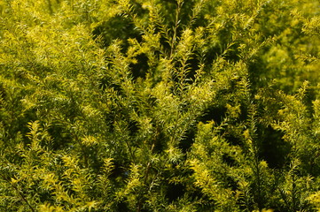 The pine tree branches and leaves