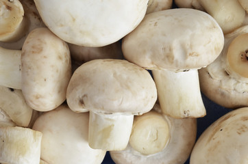 Scattered arranged mushrooms background