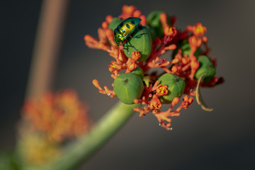 A wild colourful bug sitting on buds and flowers in the garden